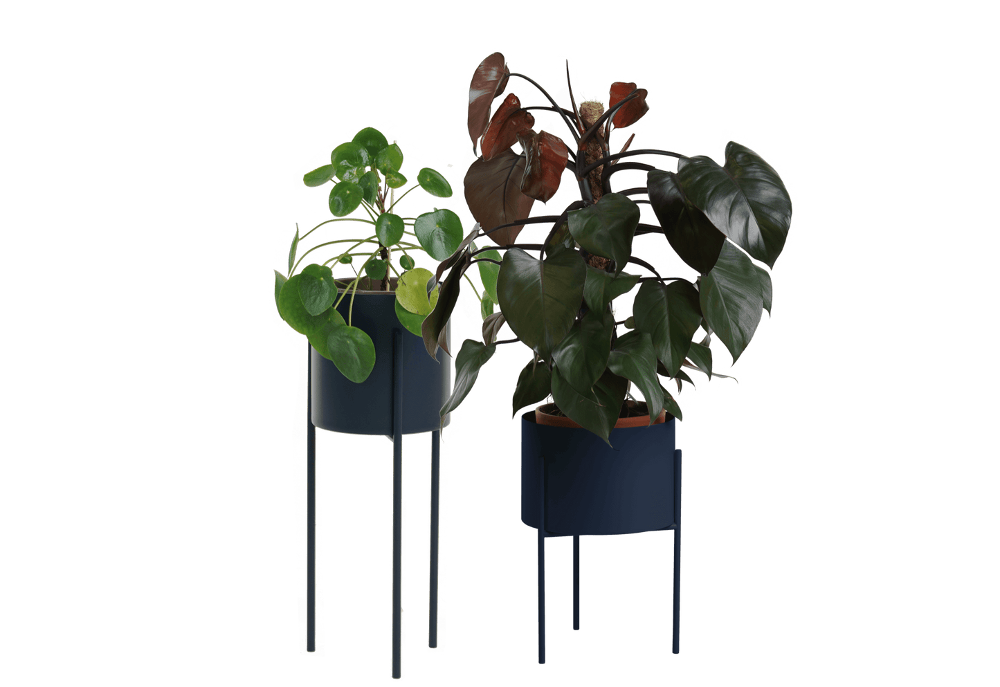 Maki Wide & Tall Bundle