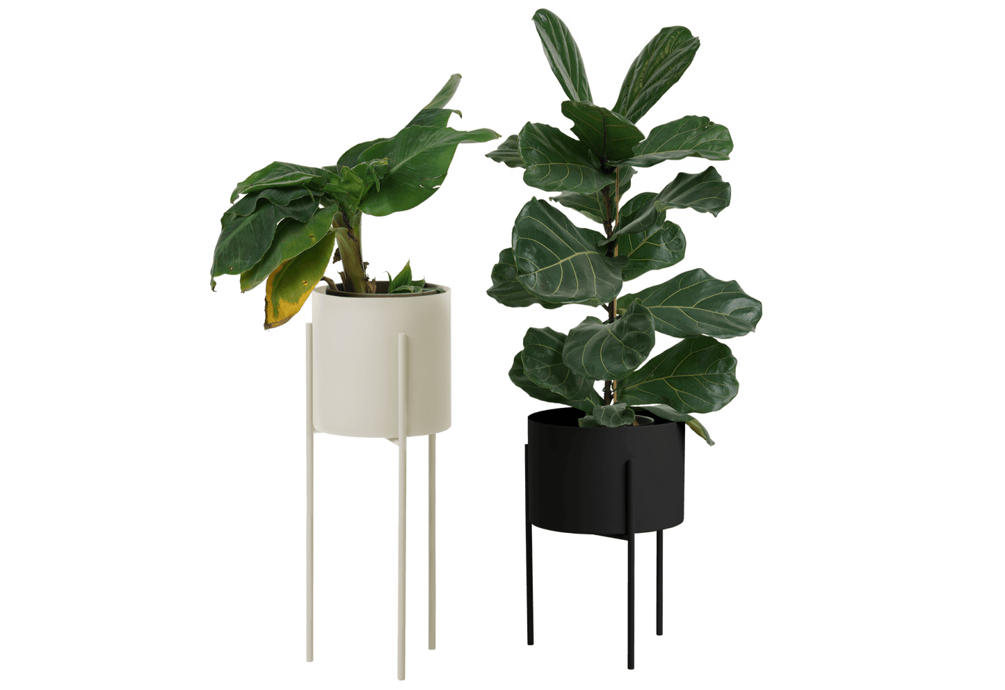 Maki Wide & Tall Bundle