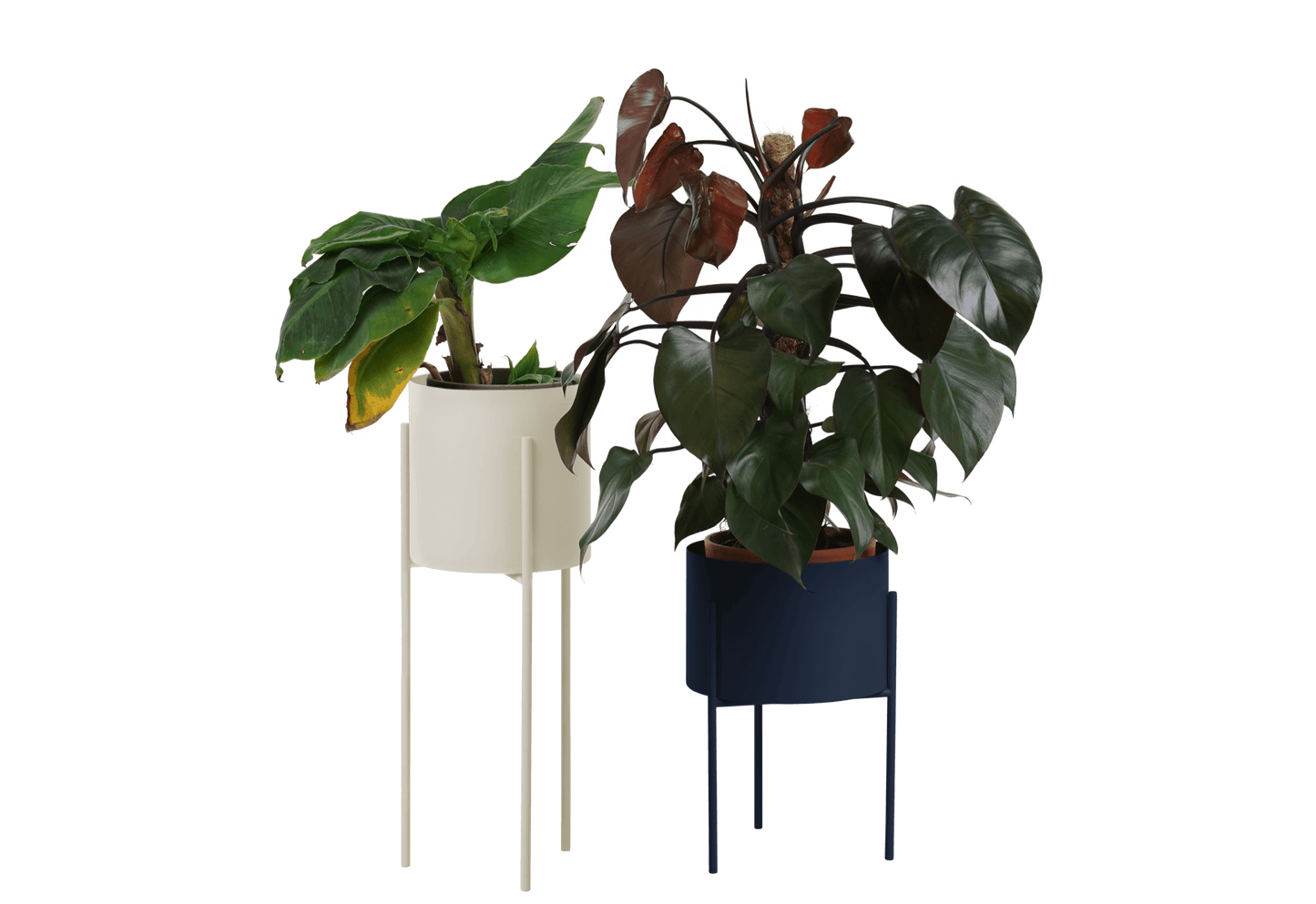 Maki Wide & Tall Bundle