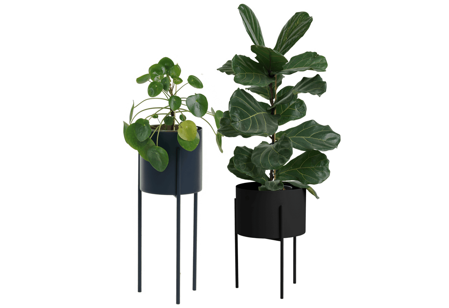 Maki Wide & Tall Bundle