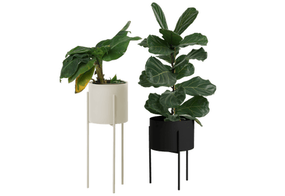 Maki Wide & Tall Bundle